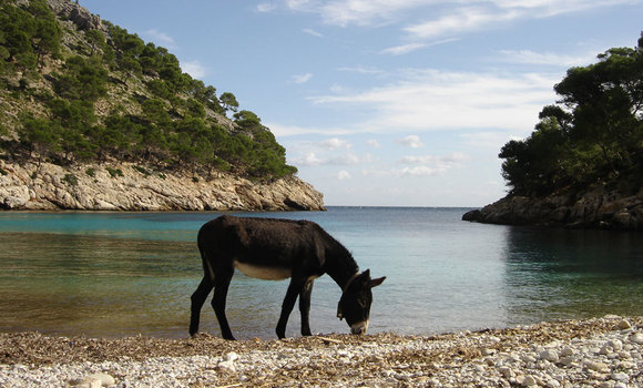 Preview 1.cala murta bah a de pollen a mallorca